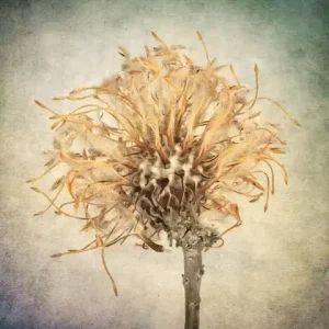 The Still Life por Praxis Gallery