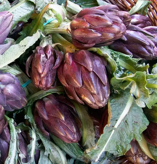 Botanicals por NYC4PA