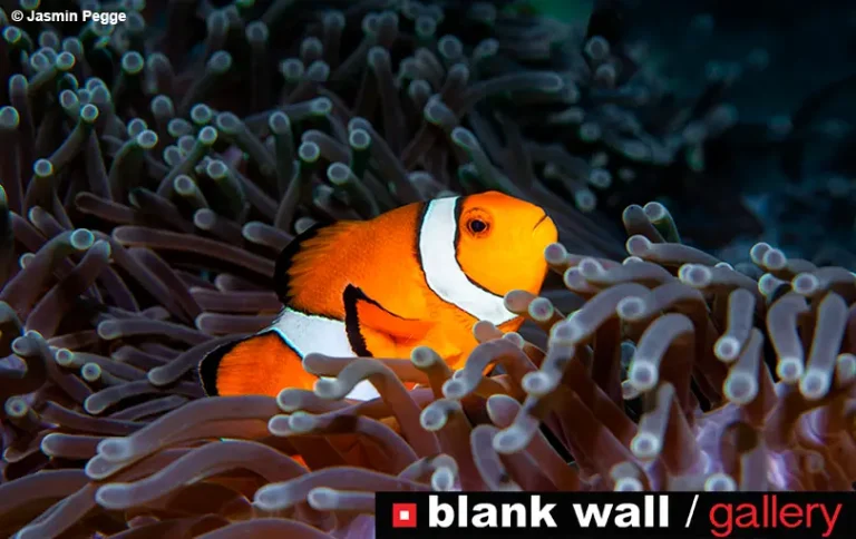 Moments of Color 2026 por Blank Wall Gallery